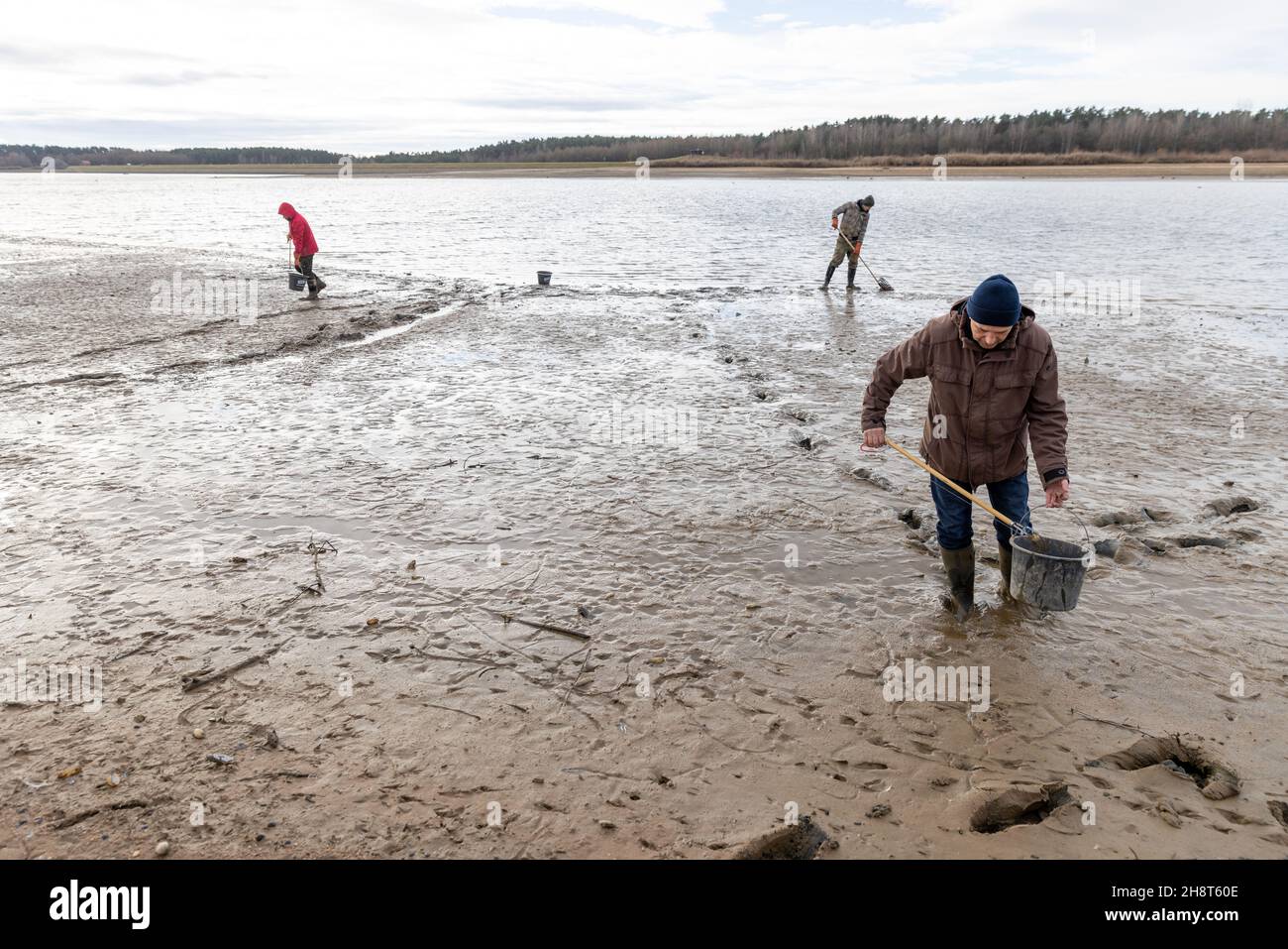 01 dicembre 2021, Baviera, Hilpoltstein: I volontari Christine, Manuel (h) e Wilhelm raccolgono cozze native sulle rive del lago Roth. Le specie di mitili native nel lago vengono private del loro habitat dal musello triangolare invasivo. Per contenere la popolazione, l'ufficio di gestione delle acque abbassa il livello dell'acqua del lago a sei metri per diverse settimane ogni anno. I volontari raccolgono migliaia di cozze autoctone per portarle più in profondità nel lago all'acqua di risparmio. Altrimenti morirebbero nelle temperature invernali. A sinistra sono le cozze triangolari molto più piccole - e questo è da des Foto Stock