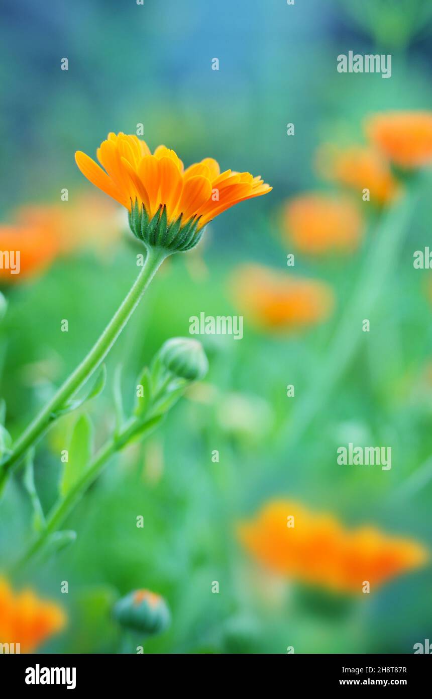 Calendula fiori closeup contro la luce solare Foto Stock