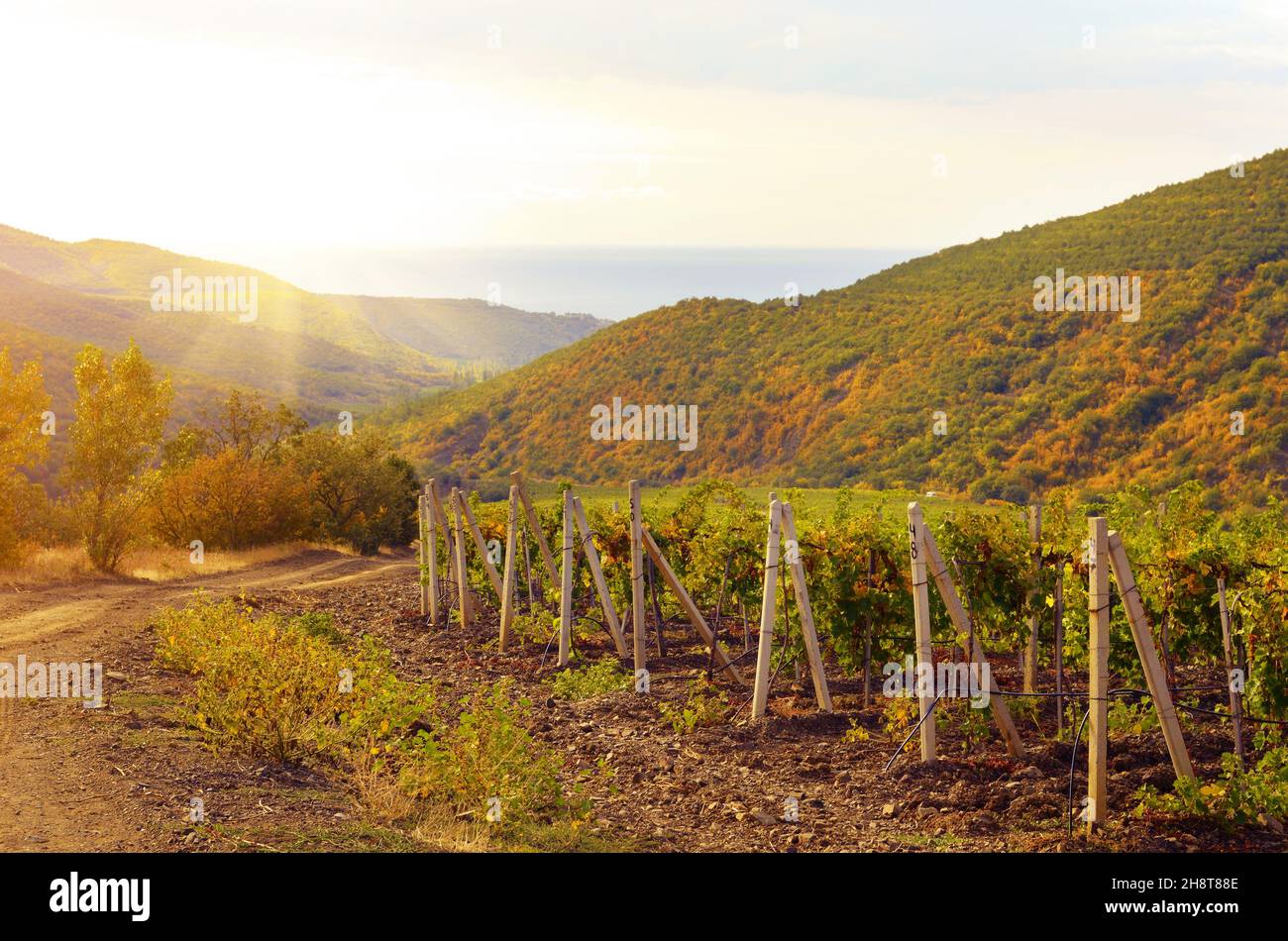 Verde di vigneti la montagna e il mare a sfondo Foto Stock