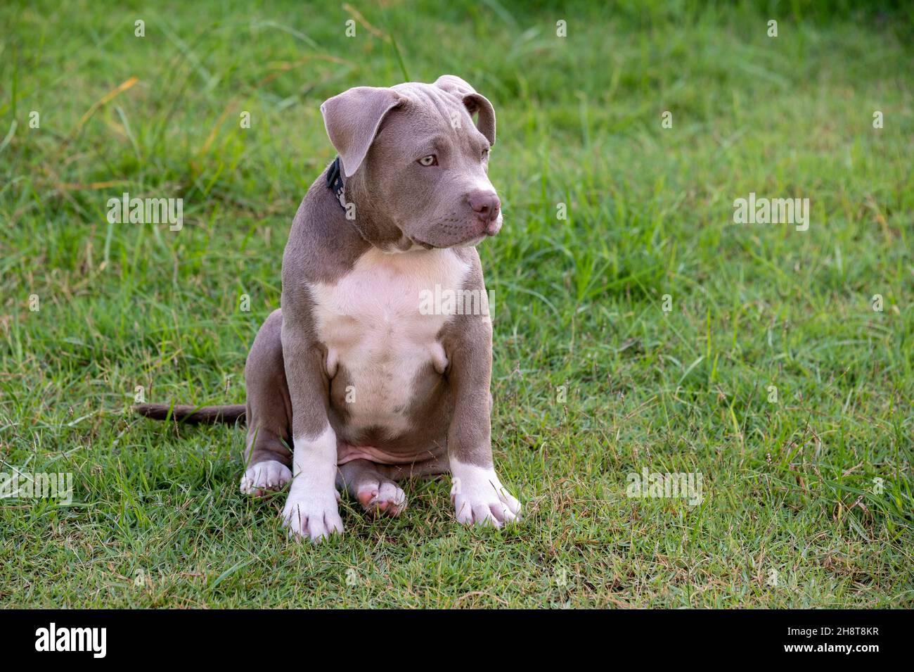 Cucciolo seduto sull'erba, cane cucciolo bully americano, divertente PET e carino Foto Stock