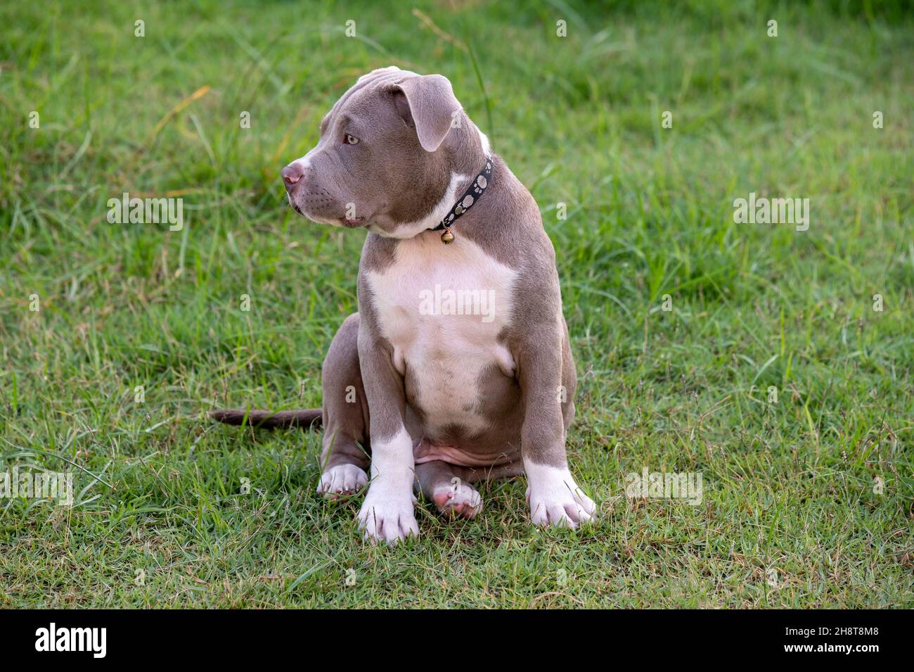 Cucciolo seduto sull'erba, cane cucciolo bully americano, divertente PET e carino Foto Stock