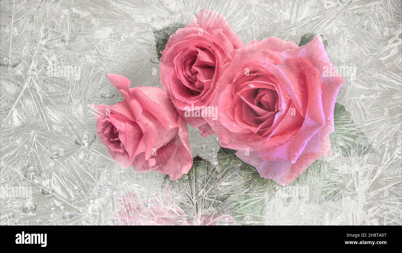 Vista del bel bouquet di fiori rosa rosa attraverso vetro congelato finestra. Rose dolci - simbolo d'amore nella cornice di hoarfrost. Romantico concetto di San Valentino, Foto Stock