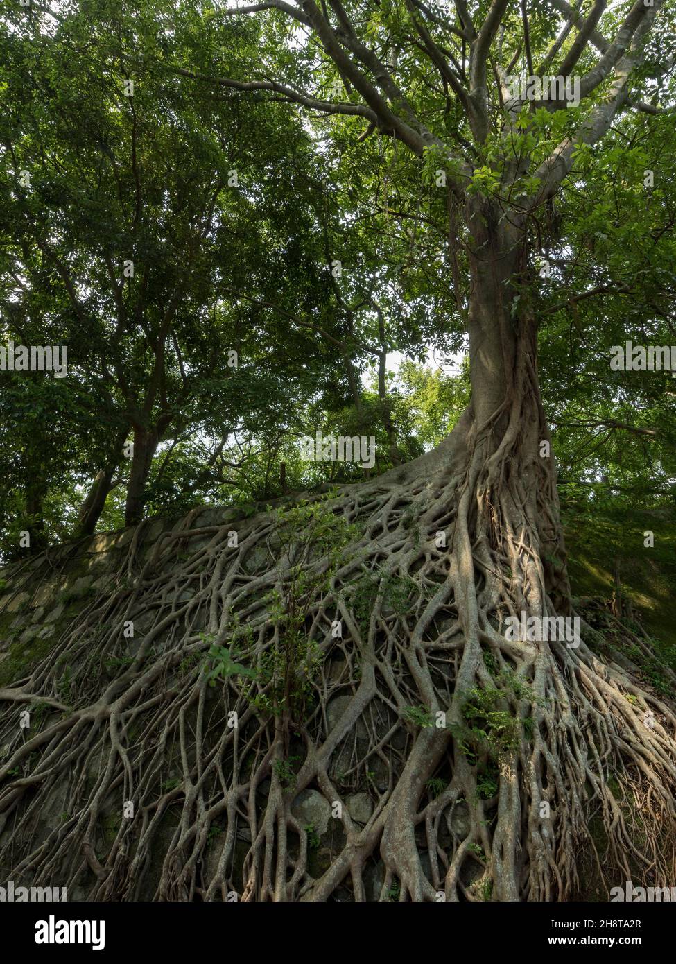 Albero di alloro indiano immagini e fotografie stock ad alta