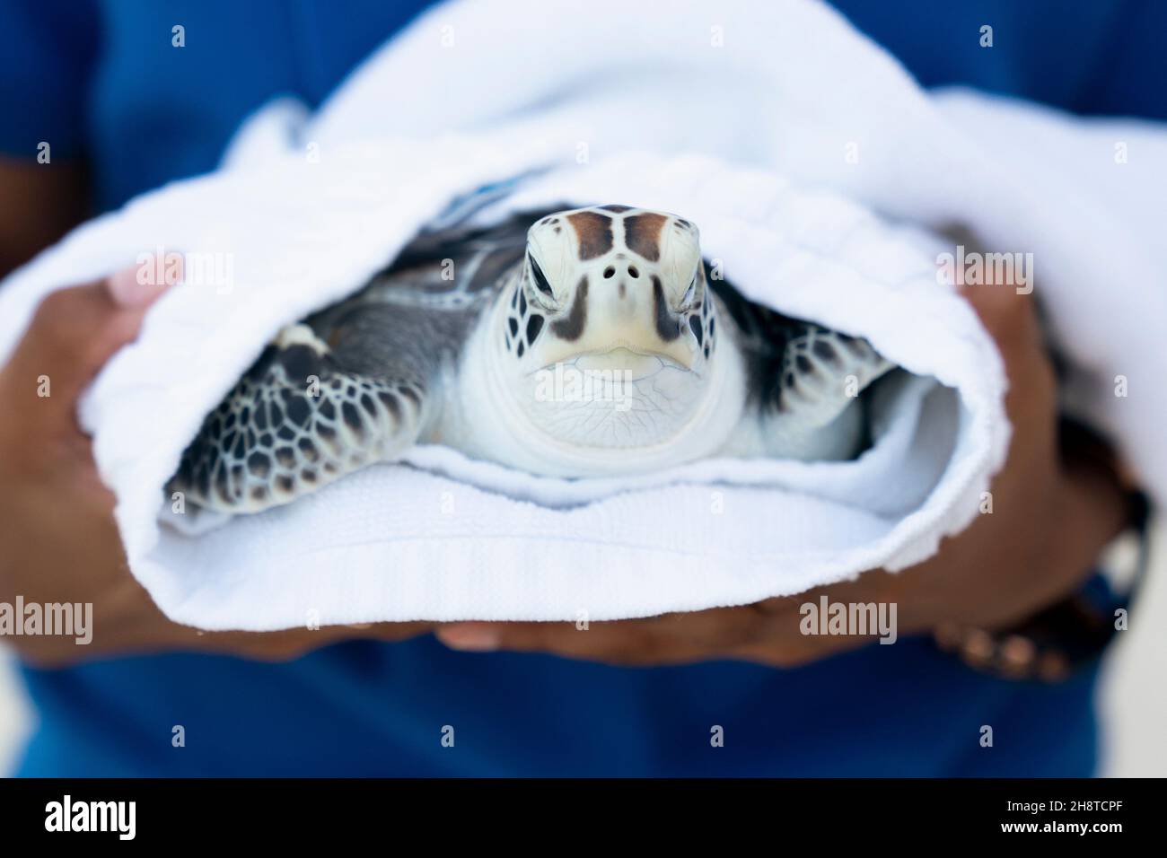 Una tartaruga di mare giovanile prima di essere rilasciata di nuovo nella natura selvaggia al Turtle Rehabilitation Center al Four Seasons Resort a Kuda Huraa, Maldive. Data foto: 18 novembre 2021. Vedi la storia della Pennsylvania AMBIENTE Turtle Maldive. Reefscapers, agenzia ambientale con sede a Maldive, che rilascia tartarughe riabilitate, ha aiutato l'infermiere oliva ridley tartaruga di mare aprile di nuovo alla salute prima di essere ricollocata nella sua nuova casa a Sea Life Loch Lomond. Aprile è stato trovato galleggiando sulla superficie dell'oceano in Atollo di Raa nelle Maldive, impigliato in una rete da pesca scartata con la sua flipper anteriore destra mancante e un sacchetto di plastica ar Foto Stock