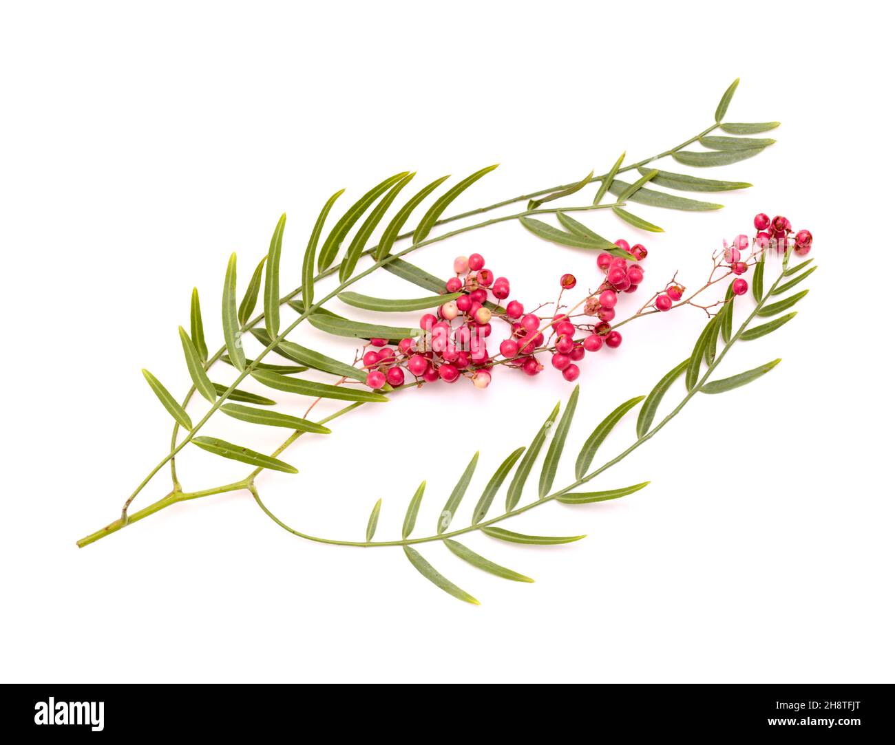 Ramoscello di pepe rosa, Schinus molle, introdotto specie nelle isole Canarie, isolato su sfondo bianco Foto Stock