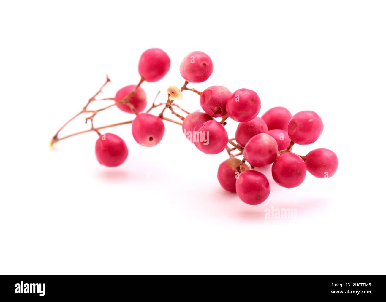 Ramoscello di pepe rosa, Schinus molle, introdotto specie nelle isole Canarie, isolato su sfondo bianco Foto Stock