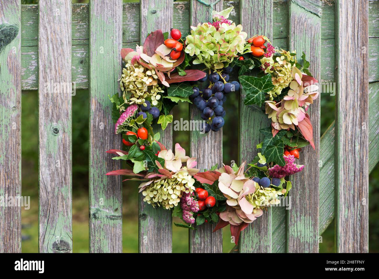 Coloratissima corona autunnale su una recinzione da giardino Foto Stock