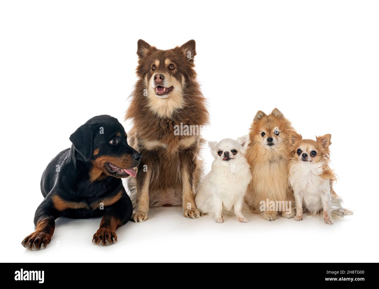 molti cani di fronte a sfondo bianco Foto Stock