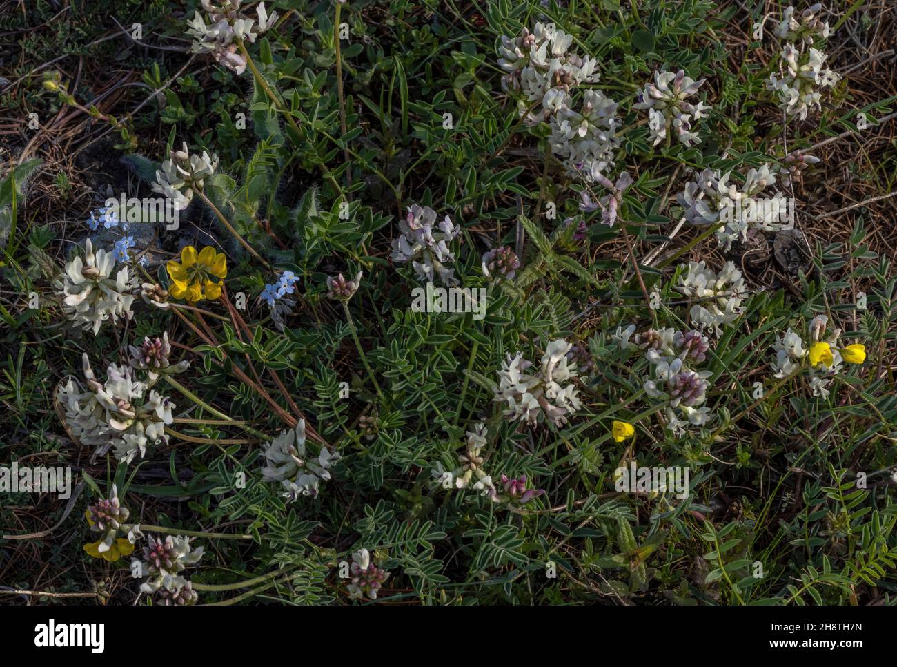 Vetch del latte alpino, Astragalus alpinus, in fiore in prateria di montagna. Foto Stock