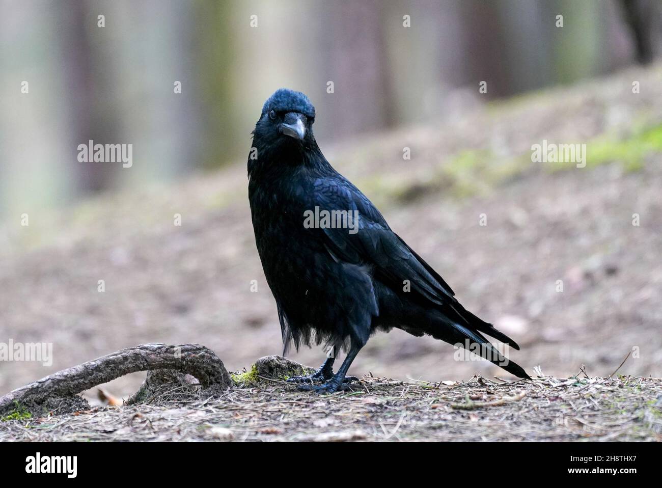 High Lise Flats Broad Lane Gaywood Avenue. Kirkby Merseyside. Foto Stock