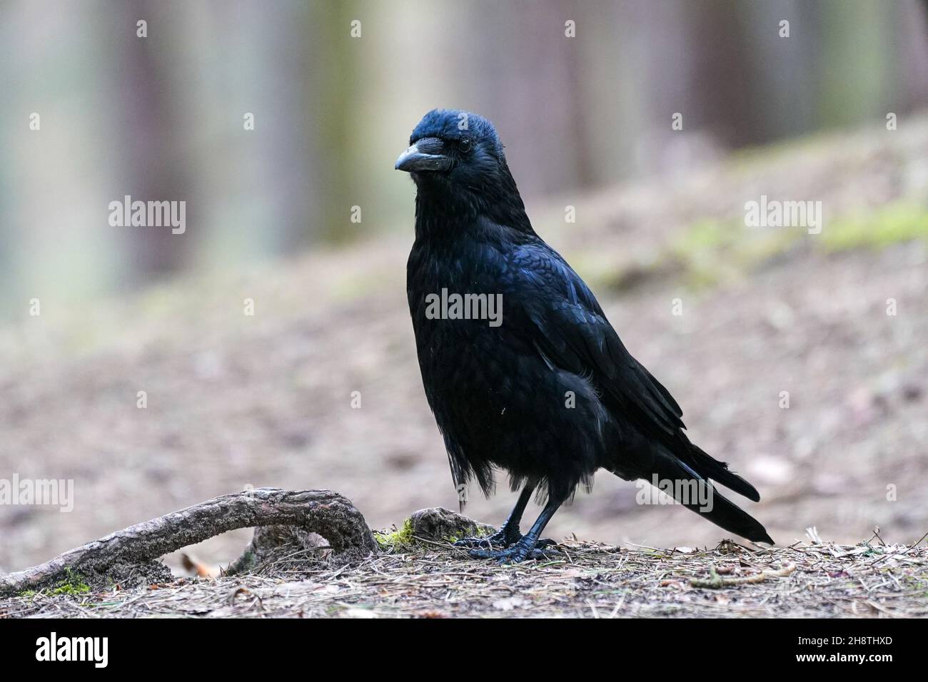 High Lise Flats Broad Lane Gaywood Avenue. Kirkby Merseyside. Foto Stock