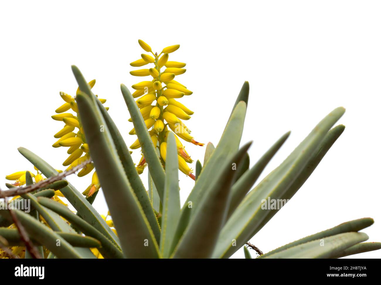 Fiori gialli di aloe ramosissima, albero quiver di maida, isolato su sfondo bianco Foto Stock