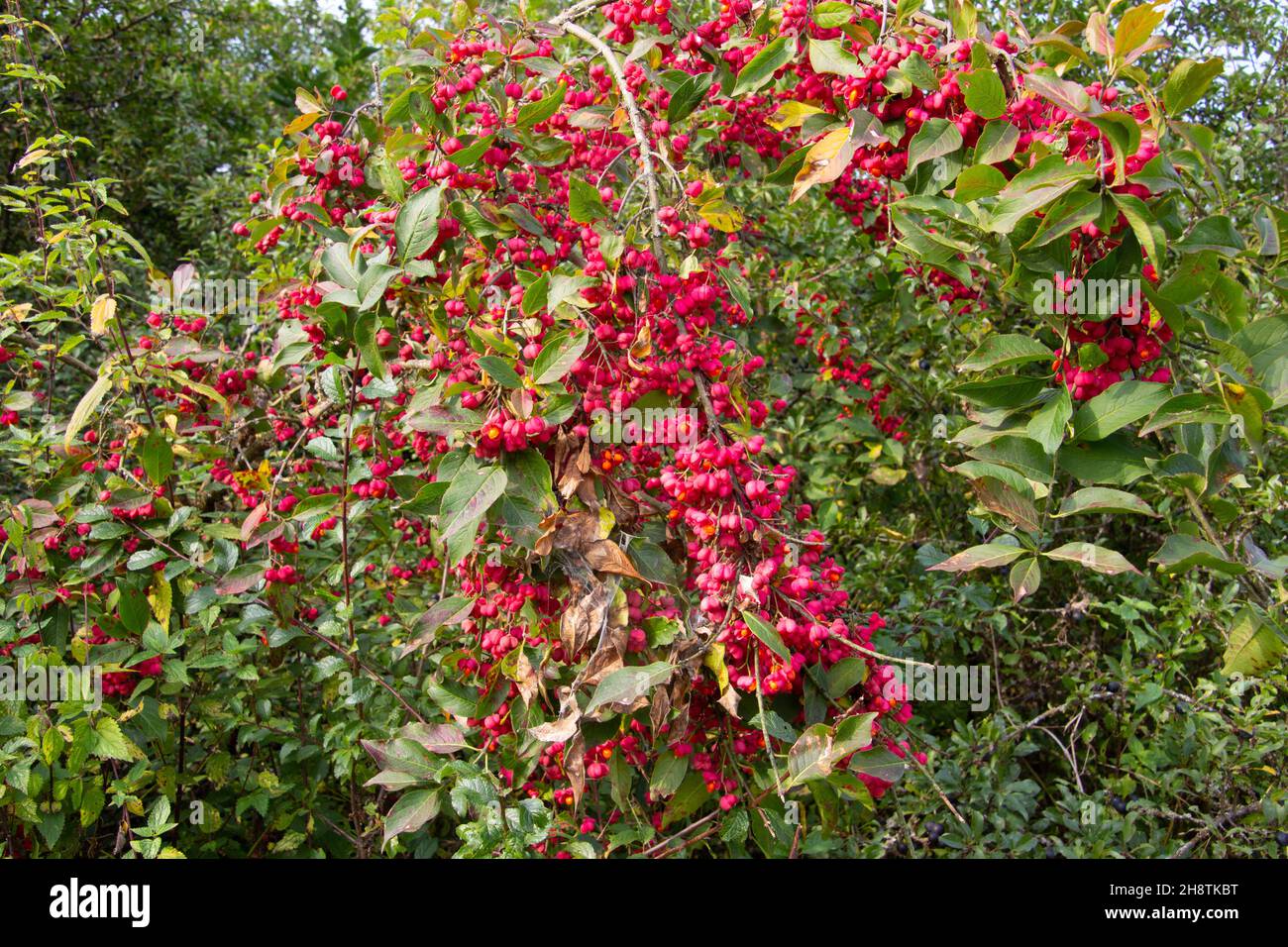 Fiori rosa unici e luminosi con frutti di un cespuglio di fuso, chiamato anche Euonymus europaeus o albero di fuso europeo Foto Stock