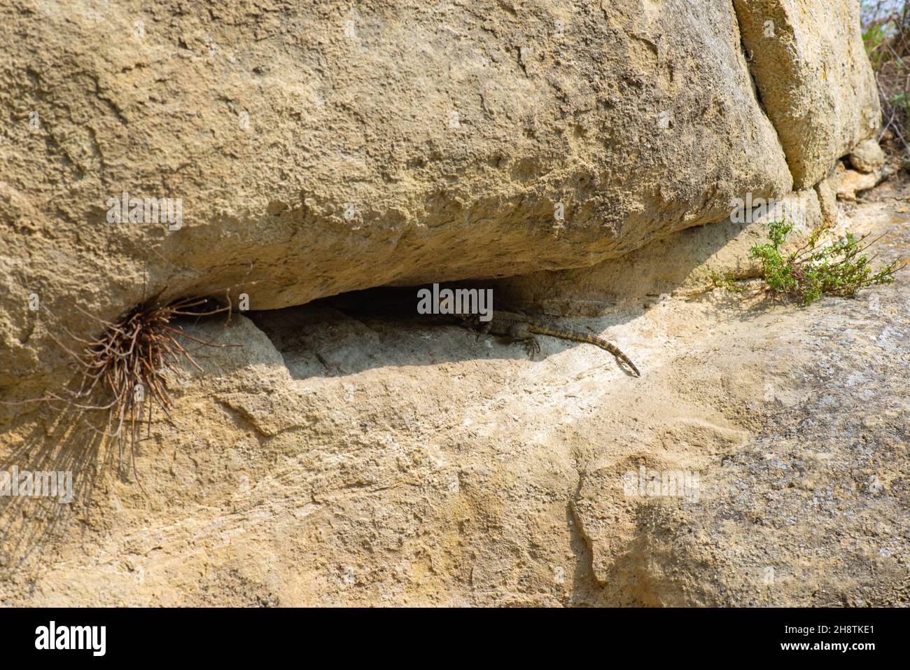Lucertola nella città di Uplistsikhe in Georgia Foto Stock