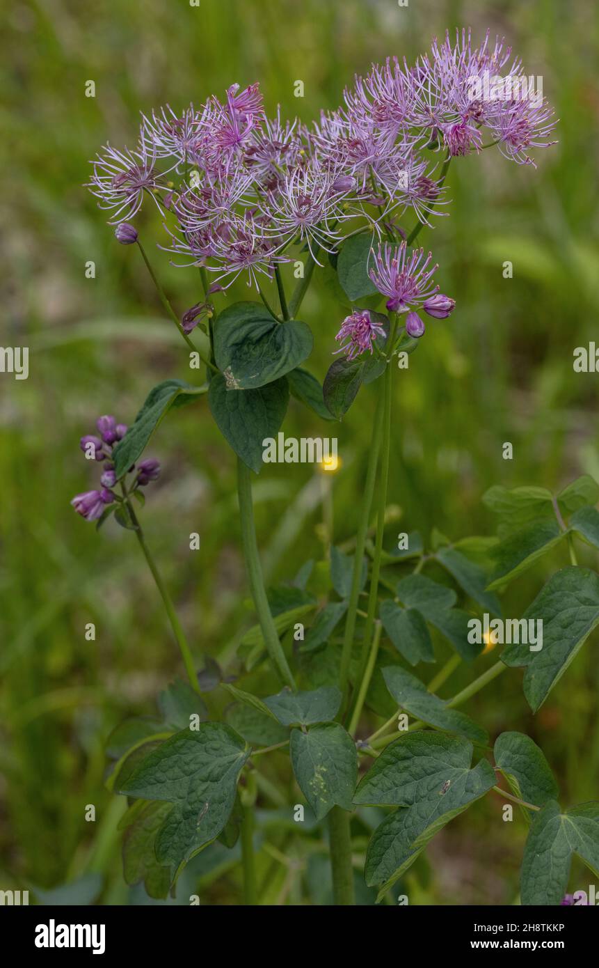 Prato a fiore grande, Thalictrum aquilegifolium, in fiore in prato di fieno alpino, Italia. Foto Stock