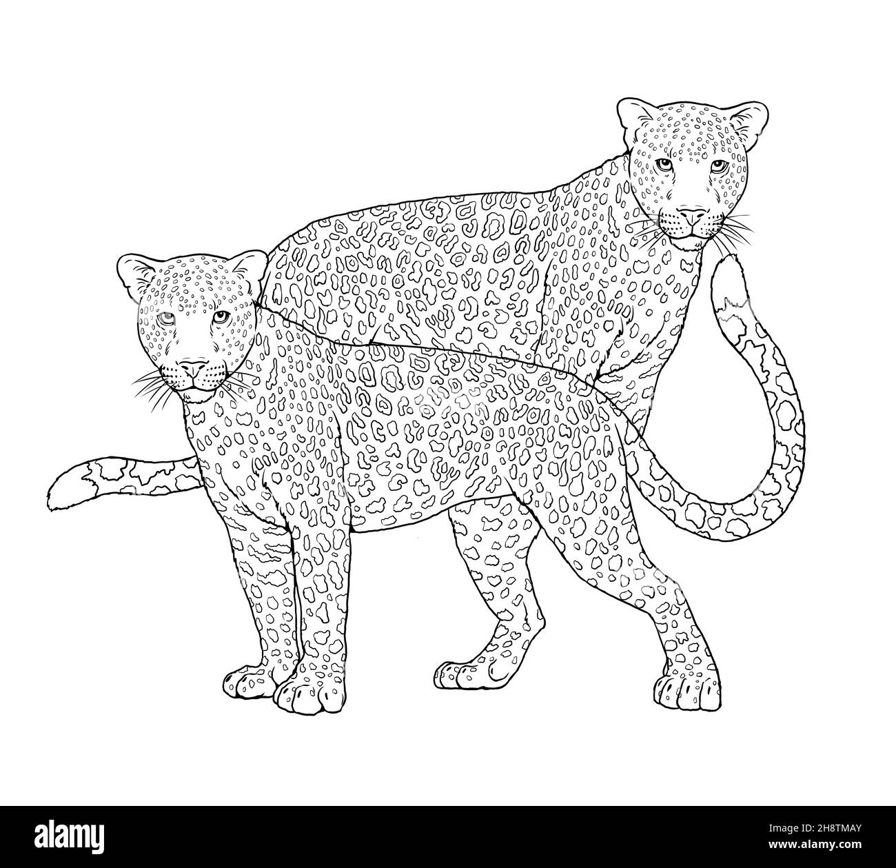 Ritratto della famiglia leopard. Modello digitale per la colorazione. Foto Stock