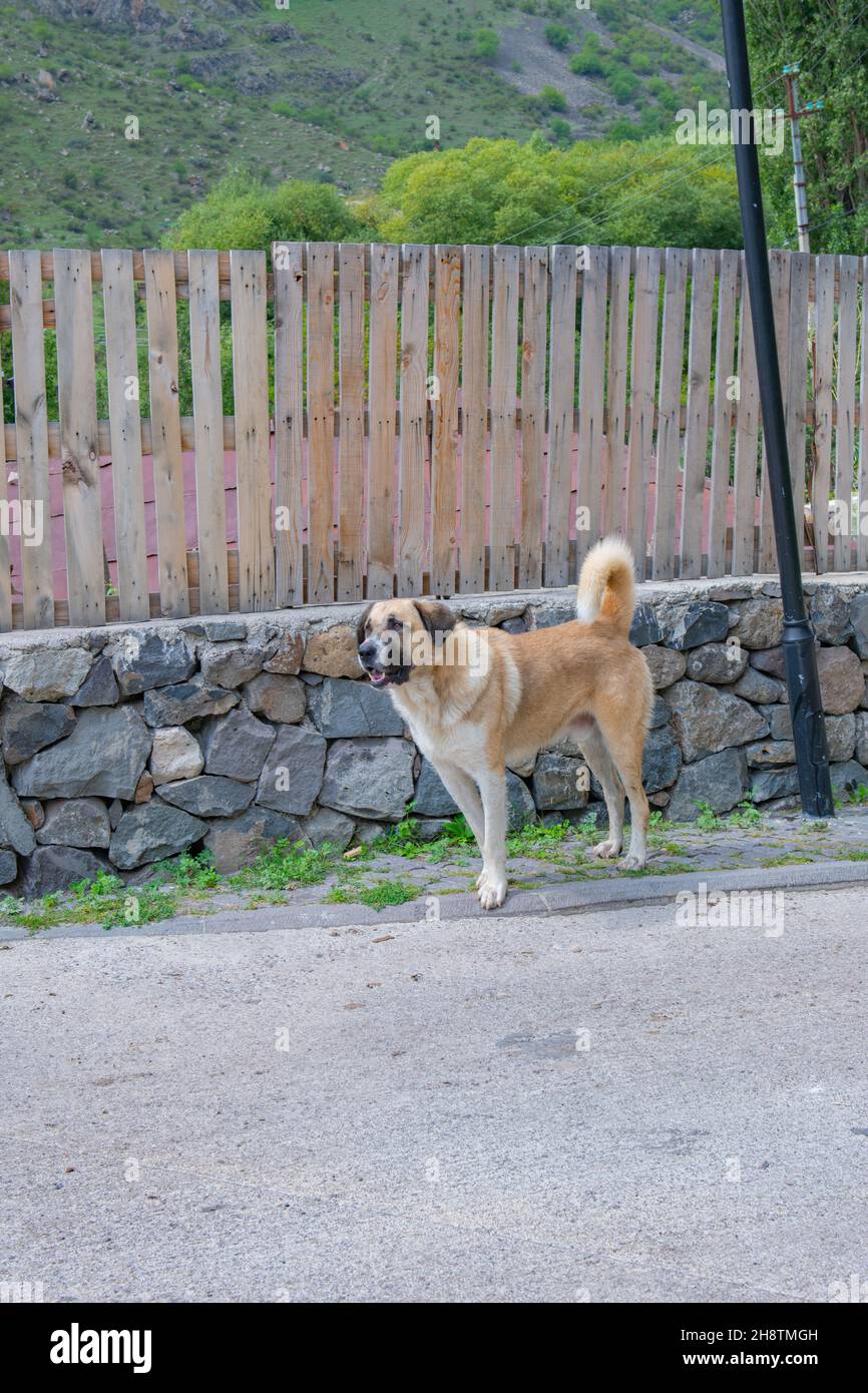 un cane enorme si trova accanto alla recinzione Foto Stock