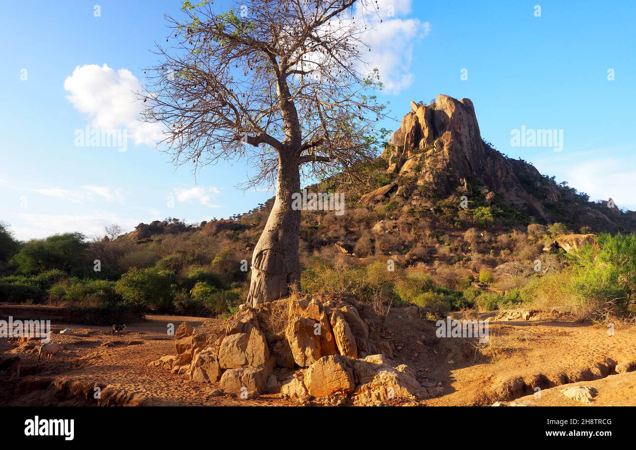 Albero Baobab in secco paesaggio africano Foto Stock
