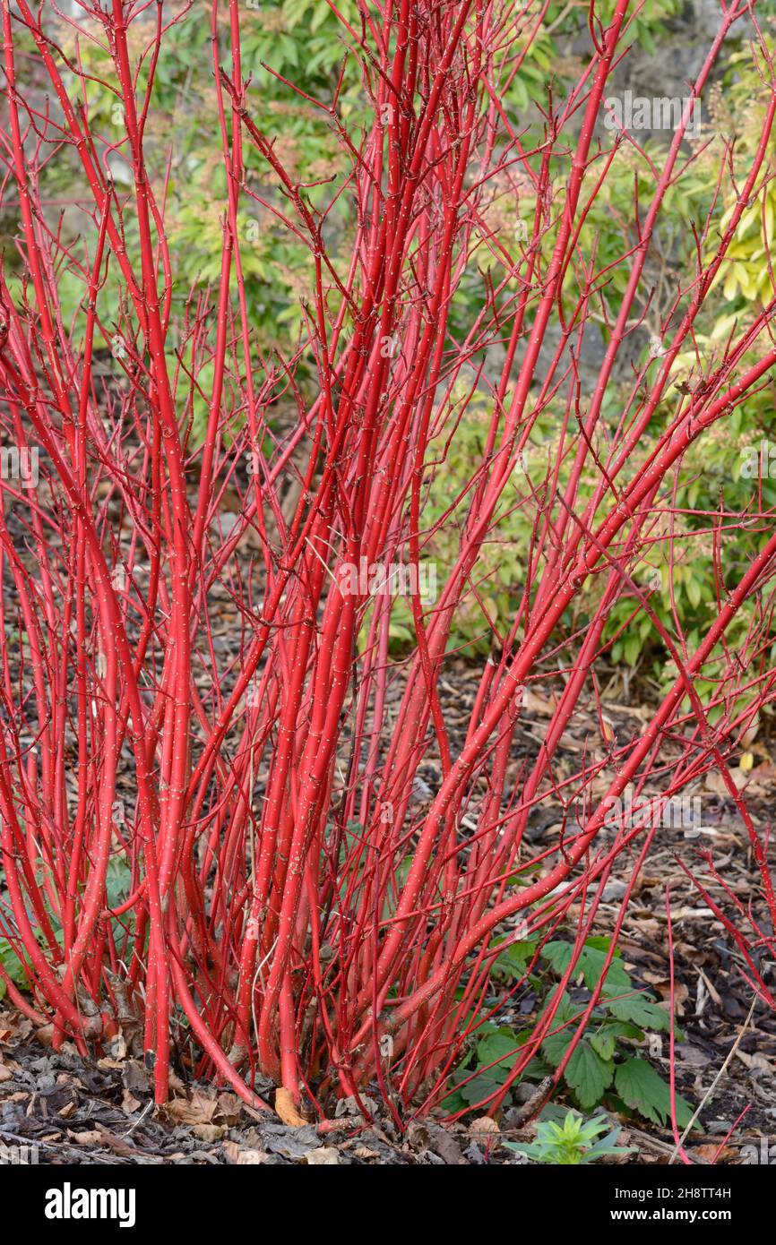 Cornus alba sibirica dogwood siberiano steli snelli rossi in inverno Foto Stock