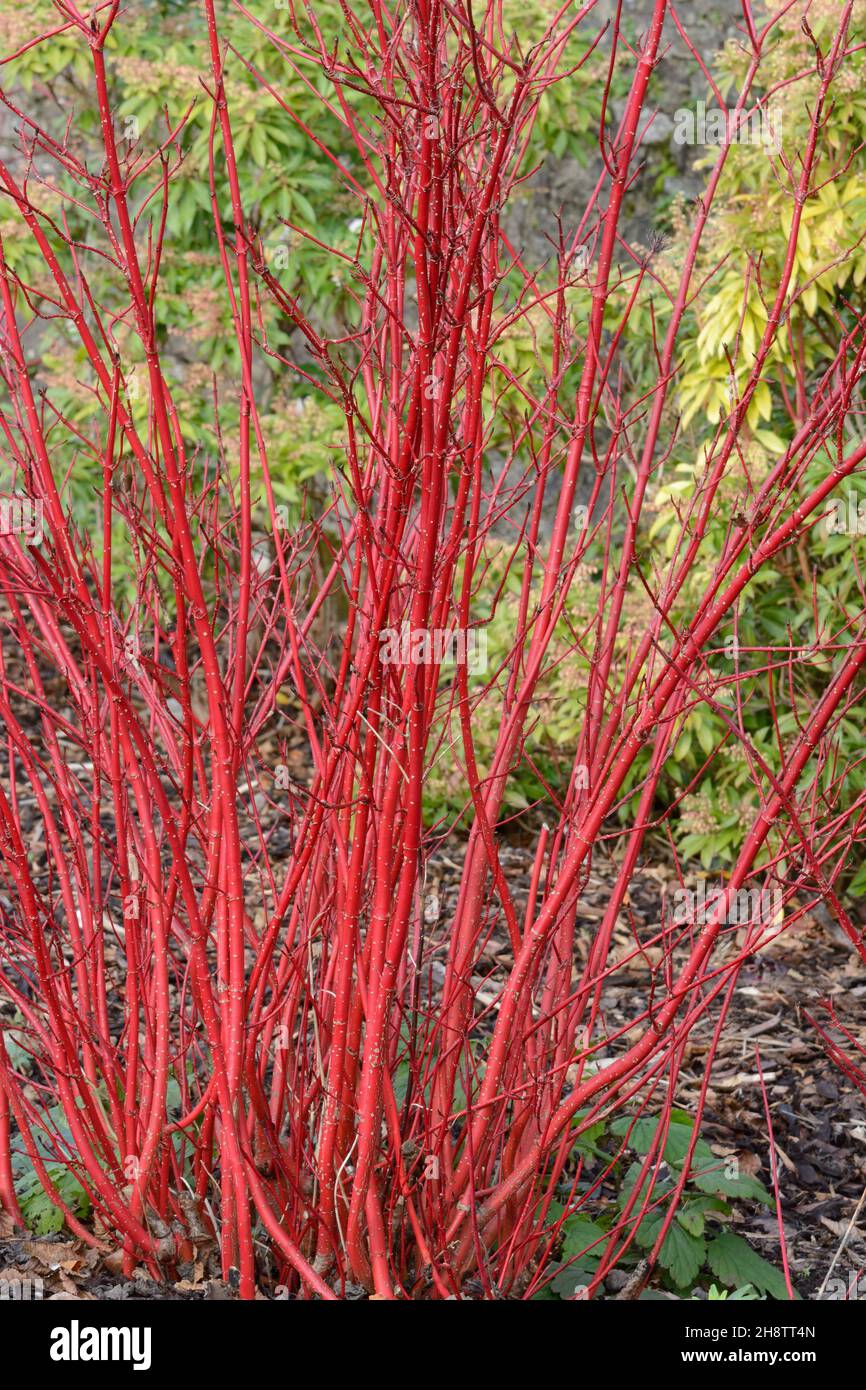 Cornus alba sibirica dogwood siberiano steli snelli rossi in inverno Foto Stock