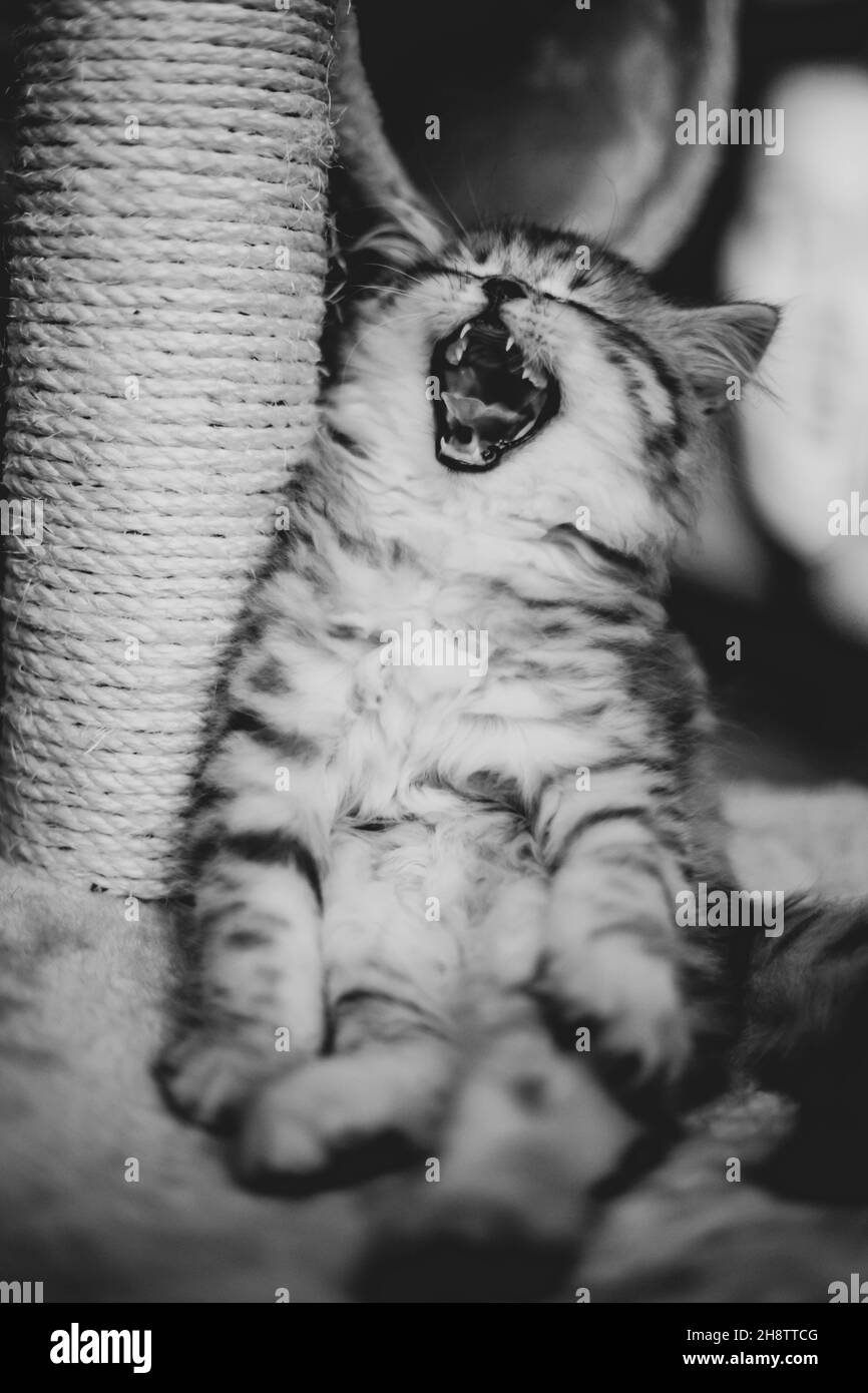 Carino gattino persiano con bocca aperta sul divano a casa Foto Stock