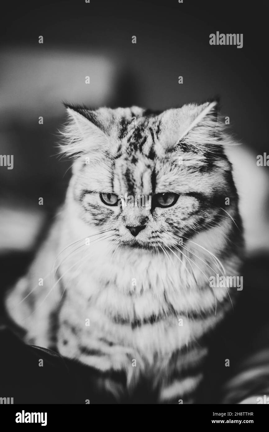 Carino ritratto di gatto persiano seduto sul divano Foto Stock