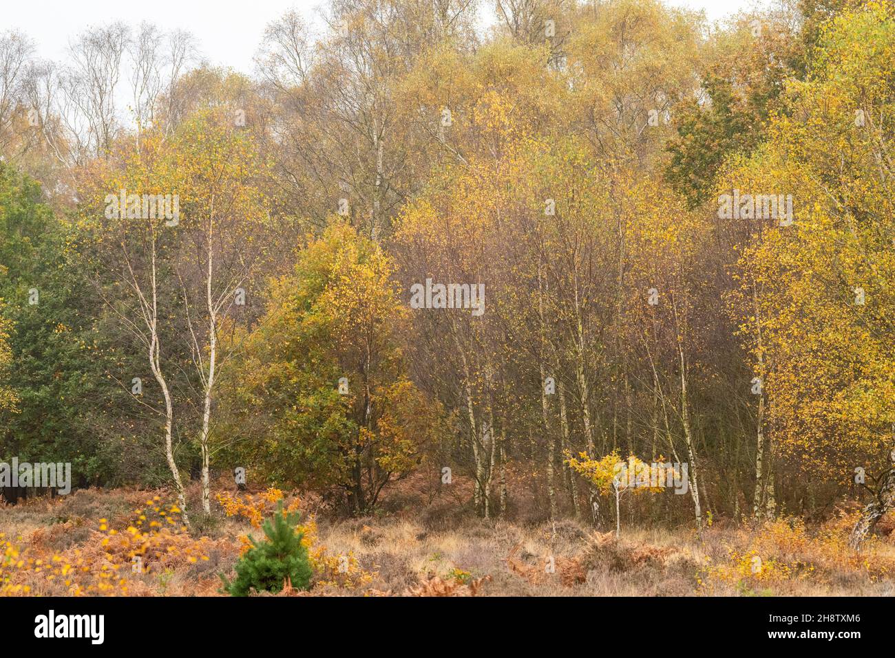 Autunno a RSPB Budby South Forest, Nottinghamshire Inghilterra UK Foto Stock