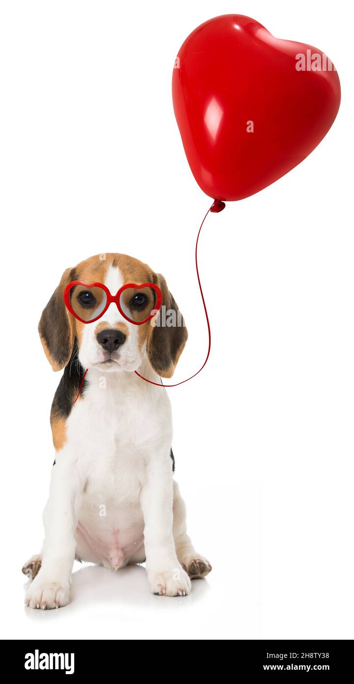 Cucciolo di Beagle isolati su sfondo bianco Foto Stock