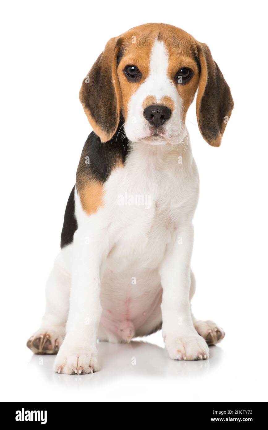 Cucciolo di Beagle isolati su sfondo bianco Foto Stock