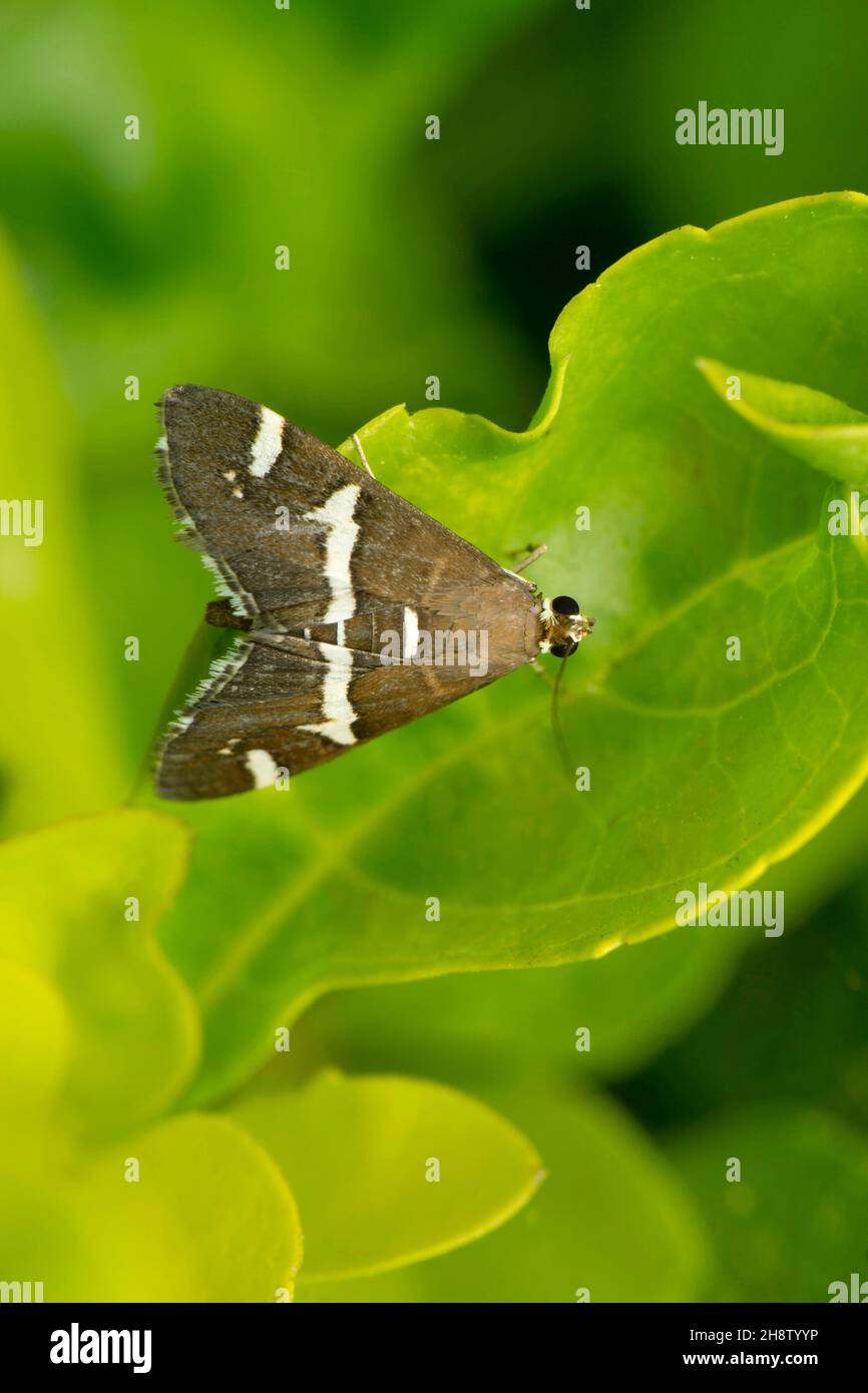 L'aglossa cuprina, la falena grassa, è una falena mugnosa, famiglia Pyralidae, descritta da Philipp Christoph Zeller nel 1872, Satara, Maharashtra, India Foto Stock