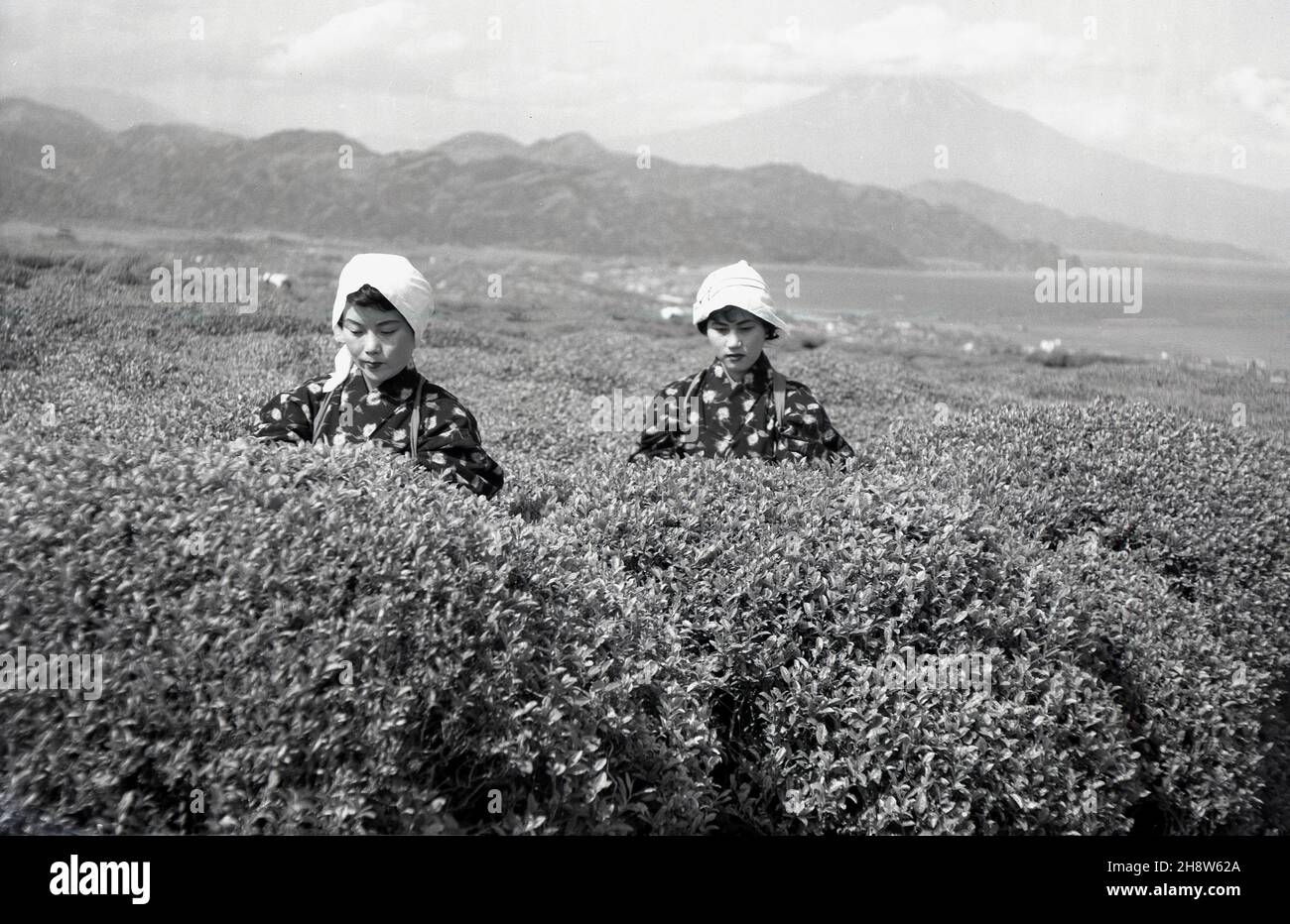 1954, storica, due giovani donne giapponesi in abiti tradizionali fuori su una piantagione di tè a Shizuoka, Giappone, raccogliendo le foglie dai cespugli di tè. La zona intorno a MountFuji è una delle più grandi per la produzione di tè verde, che è una parte importante della cultura giapponese. La consegna del tè e la sua cerimonia è un evento speciale per i giapponesi, che rappresenta purezza, tranquillità, rispetto e armonia. Foto Stock