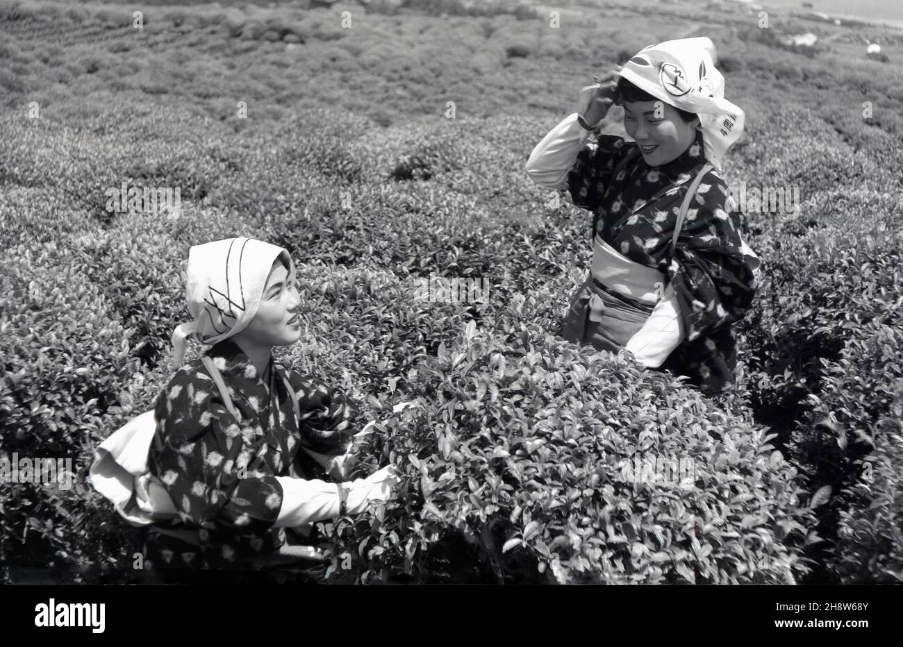 1954, storica, due giovani donne giapponesi in abiti tradizionali fuori su una piantagione di tè a Shizuoka, Giappone, raccogliendo le foglie dai cespugli di tè. L'area intorno al Monte Fuji è una delle più grandi per la produzione di tè verde, che è una parte importante della cultura giapponese. Il servizio del tè e la sua cerimonia è un evento speciale per i giapponesi, che rappresenta la purezza, la tranquillità, il rispetto e l'armonia. Foto Stock