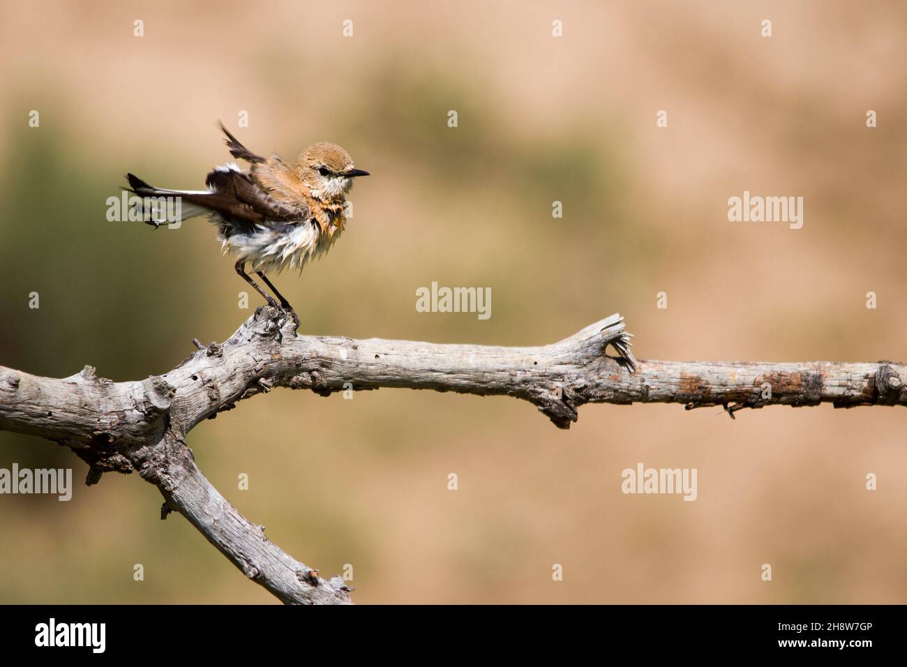 Oenanthe hispanica - la collalba rubia, es una especie de ave paseriforme de la familia Muscicapidae. Foto Stock