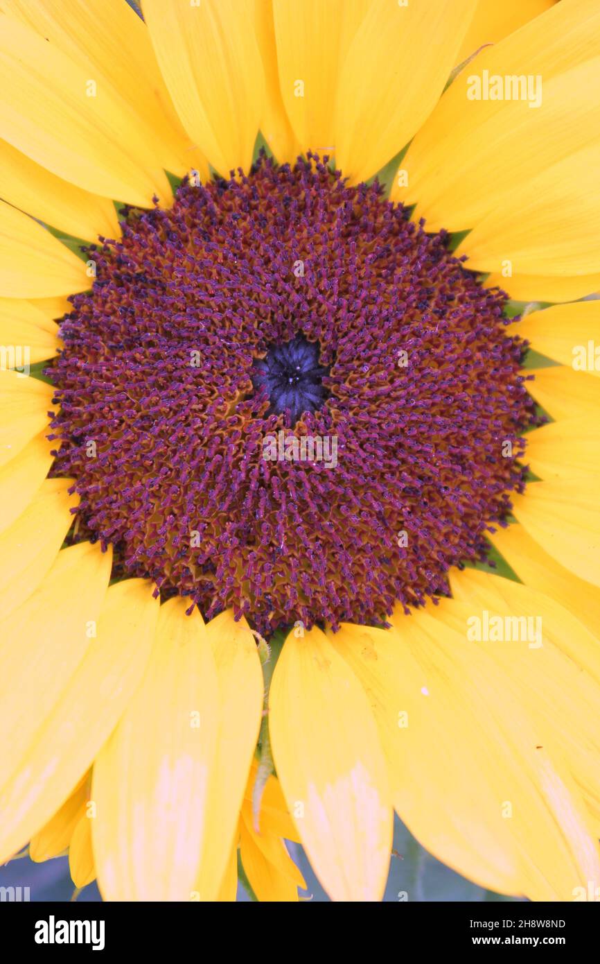 Allegro girasole giallo brillante in piena fioritura. Foto Stock