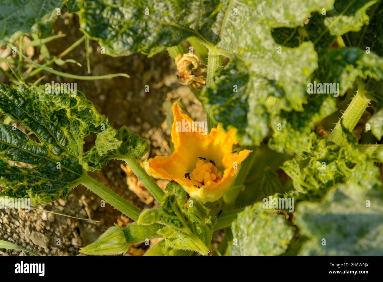 Zucchine o Pepo Cucurbita con fiori d'arancio in crescita, Pumpkin fiore con formiche in esso nel giardino vegetale Foto Stock
