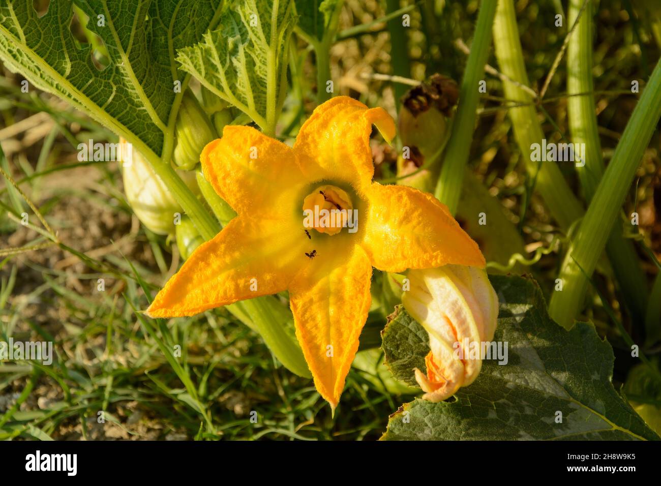 Zucchine o Pepo Cucurbita con fiori d'arancio in crescita, Pumpkin fiore con formiche in esso nel giardino vegetale Foto Stock