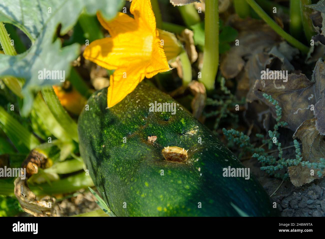 Pianta di Courgette infetta o Pepo di Cucurbita con fiori d'arancio in crescita, zucca verde nel giardino vegetale Foto Stock