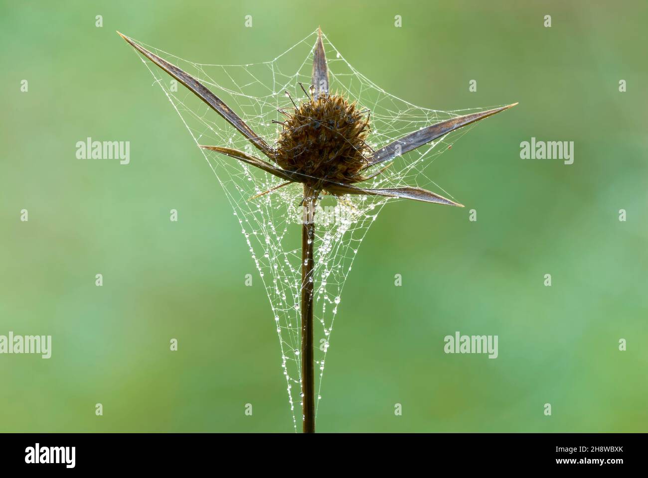 Dry Thistle fiore con una bella ragnatela e piccole gocce d'acqua, closeup. Al mattino rugiada. Sfondo verde naturale sfocato. Spazio di copia. Foto Stock
