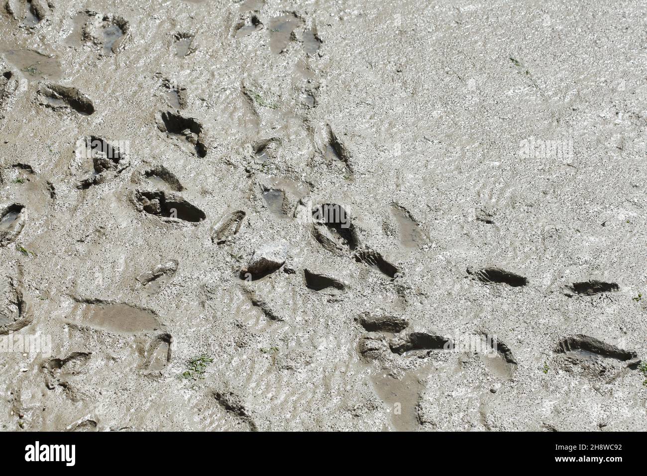 Impronta a mudflats, bassa Sassonia, Germania, Europa Foto Stock