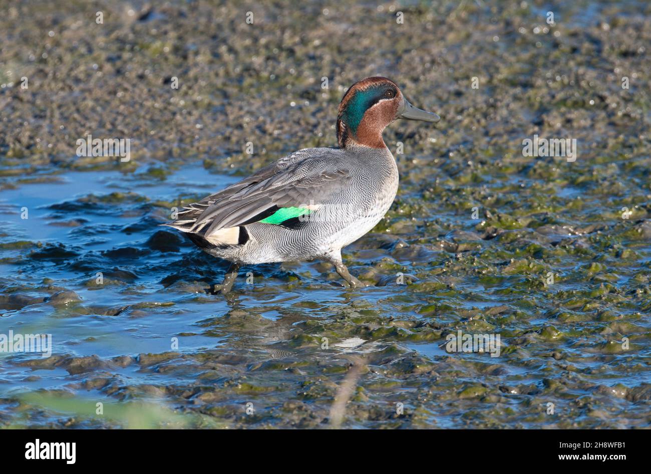 Drake o maschio Teal Eurasiano (Anas crecca) sul bordo di un lago poco profondo di acqua dolce Foto Stock