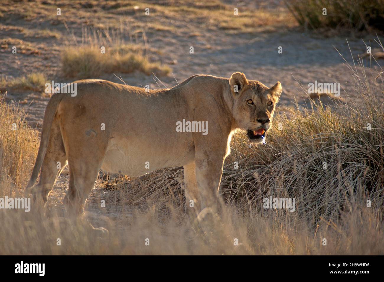 Passeggiata senza leoni sulle pianure aperte, Parco Nazionale Etosha, Namibia Foto Stock