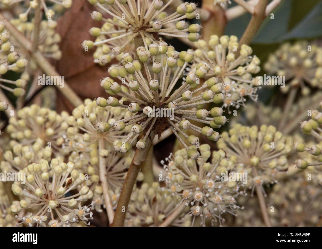 La pianta di carta o Fatsia è una pianta giardino popolare in regioni temperate. Originari dell'Estremo Oriente fioriscono durante l'inverno Foto Stock