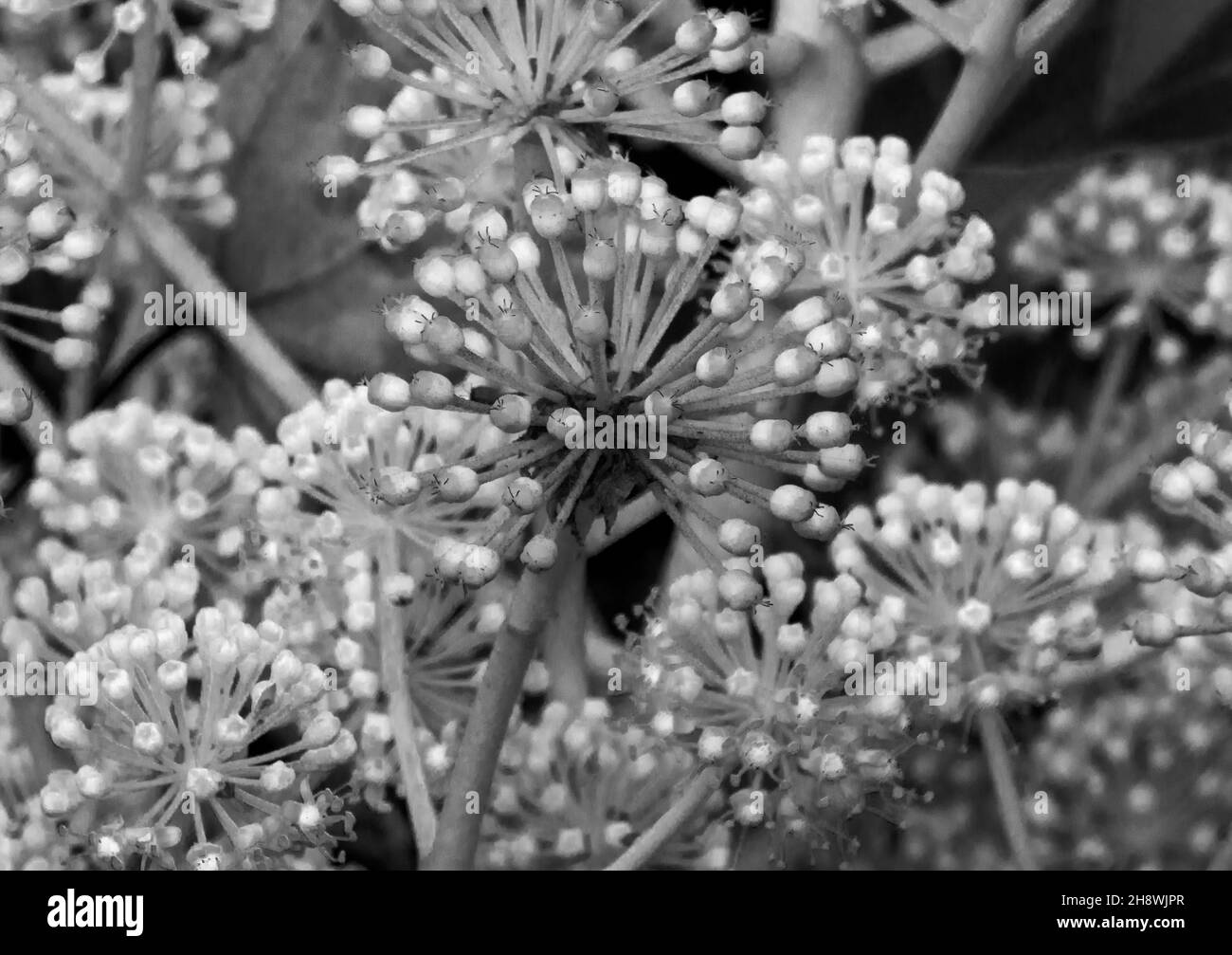 La pianta di carta o Fatsia è una pianta giardino popolare in regioni temperate. Originari dell'Estremo Oriente fioriscono durante l'inverno Foto Stock