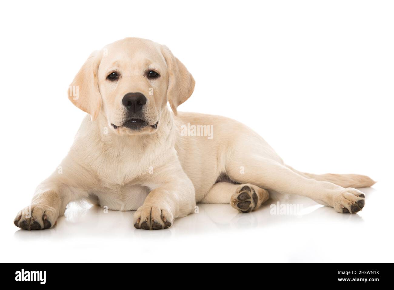 Labrador Retriever cucciolo isolato su bianco Foto Stock