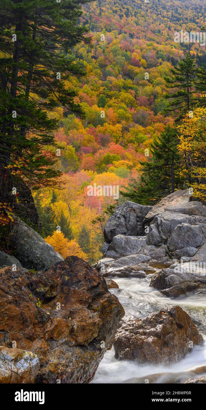 Fogliame autunnale su una montagna dietro il fiume Ellis sopra Glen Ellis Falls, autostrada 16 vicino a Pinkham Notch, New Hampshire, USA Foto Stock