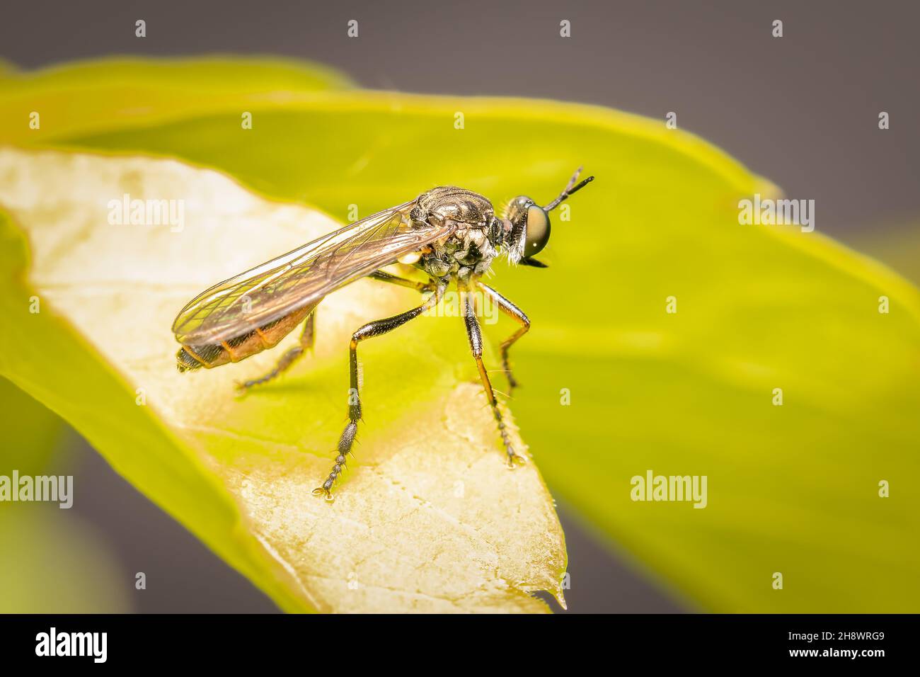 Assassin volare alla ricerca di una preda su una foglia verde Foto Stock