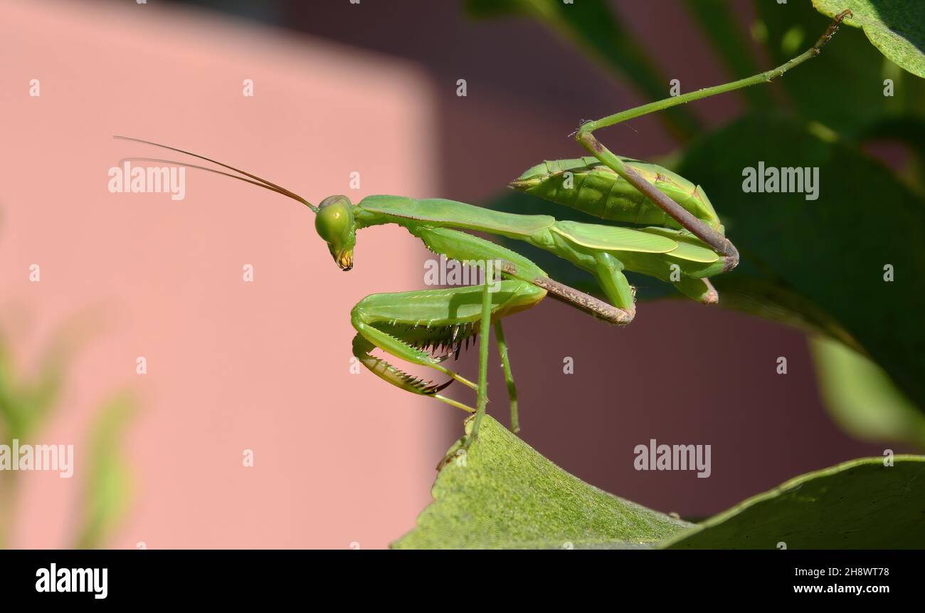 mantis verde preying che caccia in un albero Foto Stock