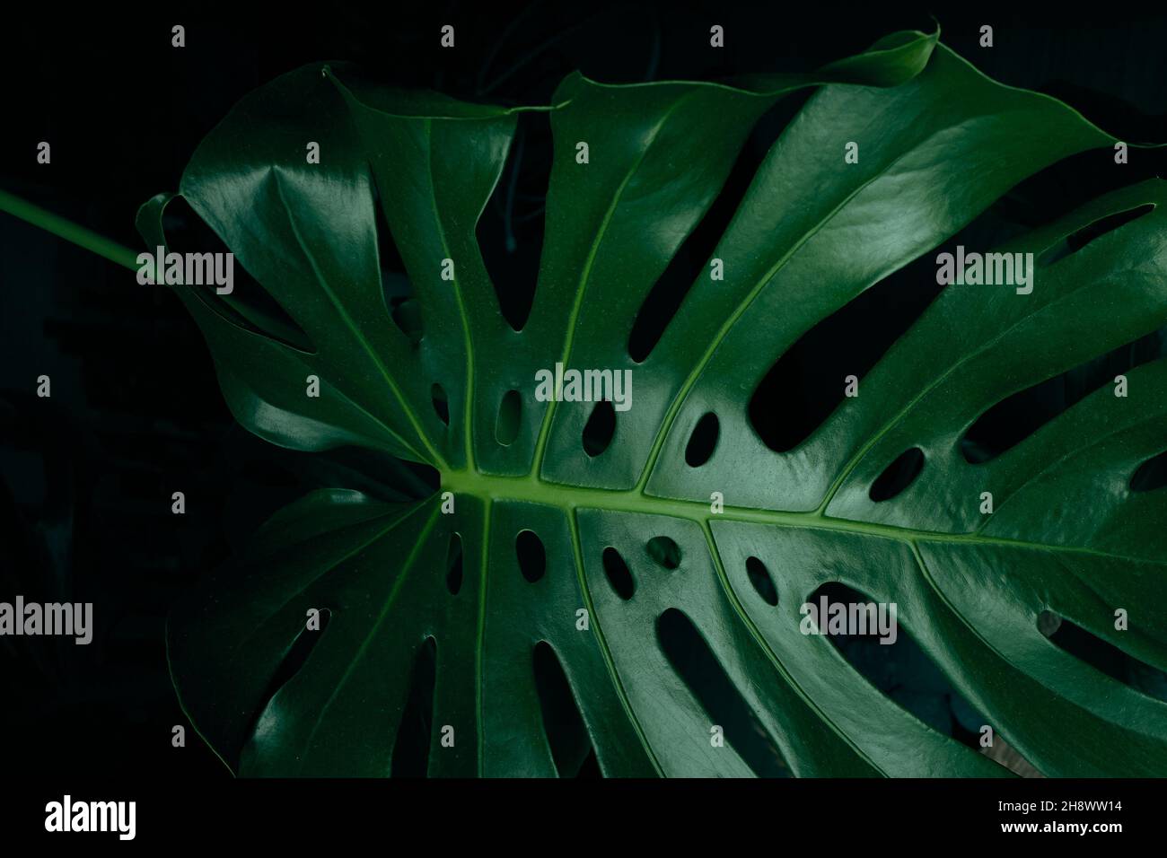 Foglie verdi di Monstera per sfondo giungla Foto Stock