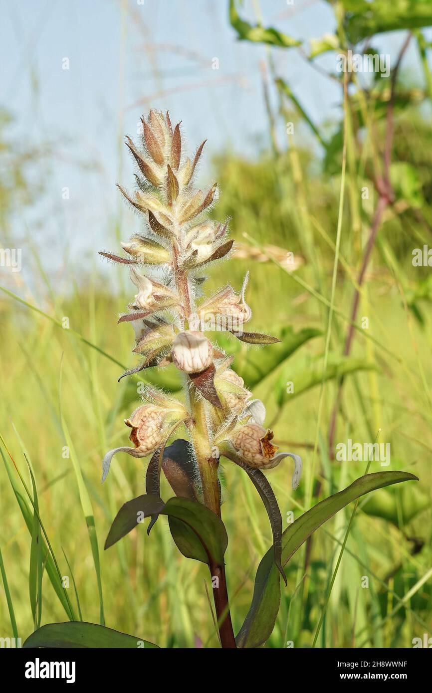 Primo piano verticale su un guanto di volpe in lana o in Grecia, Digitalis lana Foto Stock
