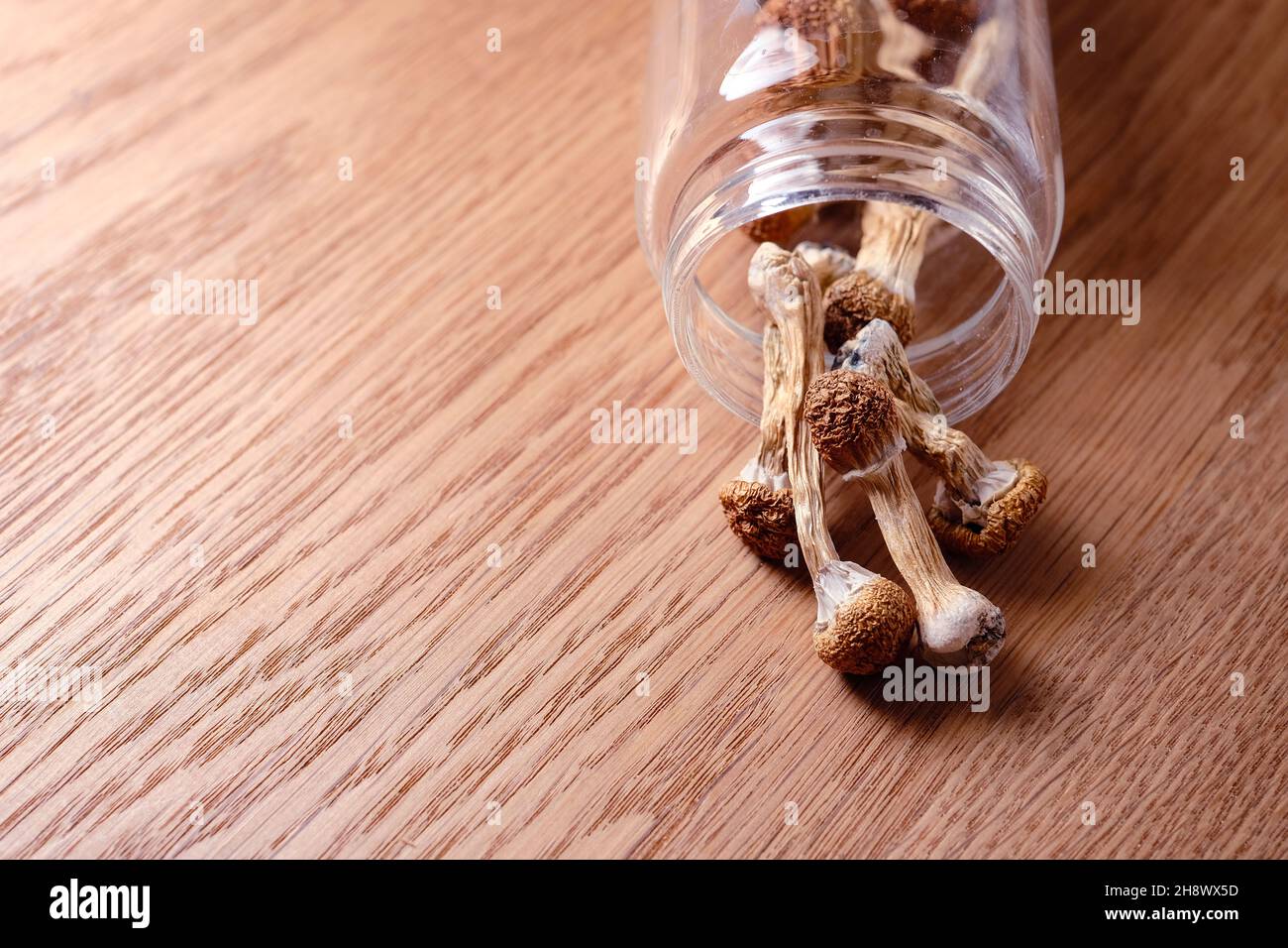 Psilocibin funghi versamenti da un vasetto di deposito su superficie di legno, vista dall'alto, piatto. Maestro d'oro al fungo magico psichedelico. Concetto di microdosaggio. Foto Stock